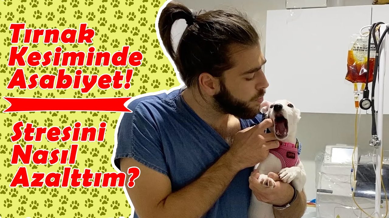 ÇOK PANİK OLDU! 😱 Gergin Köpeklerde Tırnak Kesimi Nasıl Yapılmalı? #inanoğlu