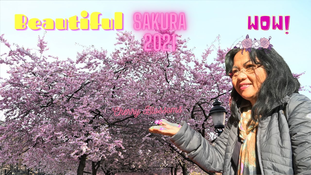 Cherry Blossom- Sakura 2021 STOCKHOLM