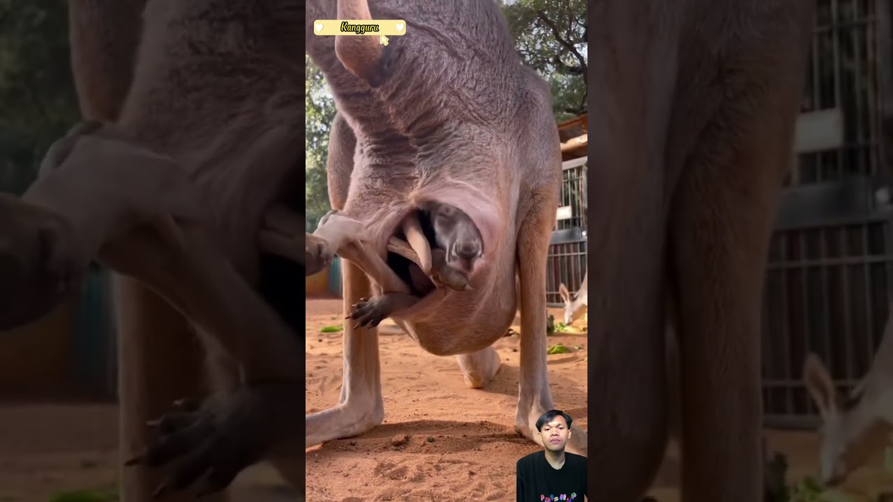 Anak kangguru Yang Lucu bersembunyi Di kantong Ibu nya #short #shorts #kangguru #youtubeshorts
