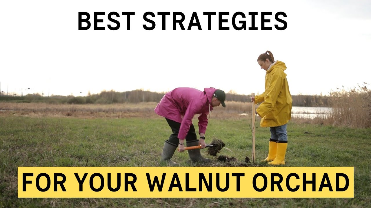 Walnuts Bulgaria - Best strategies for growing walnuts