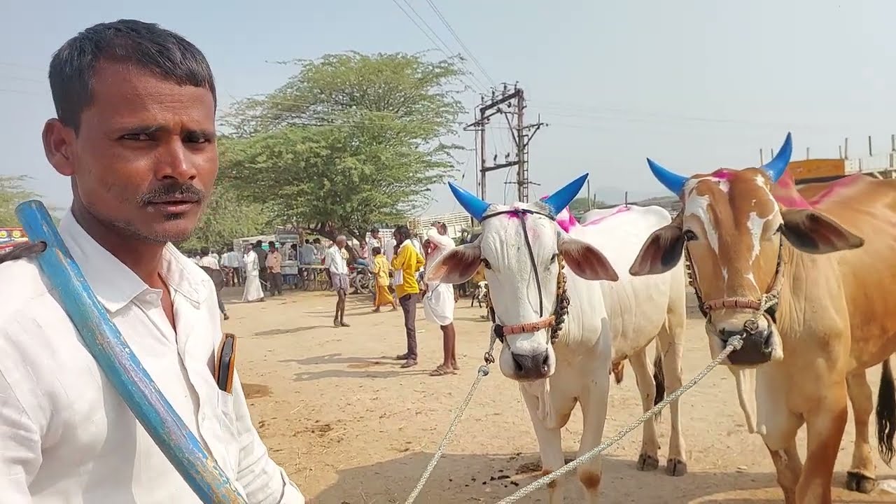 దేవరకద్ర సంతలో కర్ణాటక దేవుని ఎద్దులు | Deoni Bulls prices in Devarakadra cattle market 