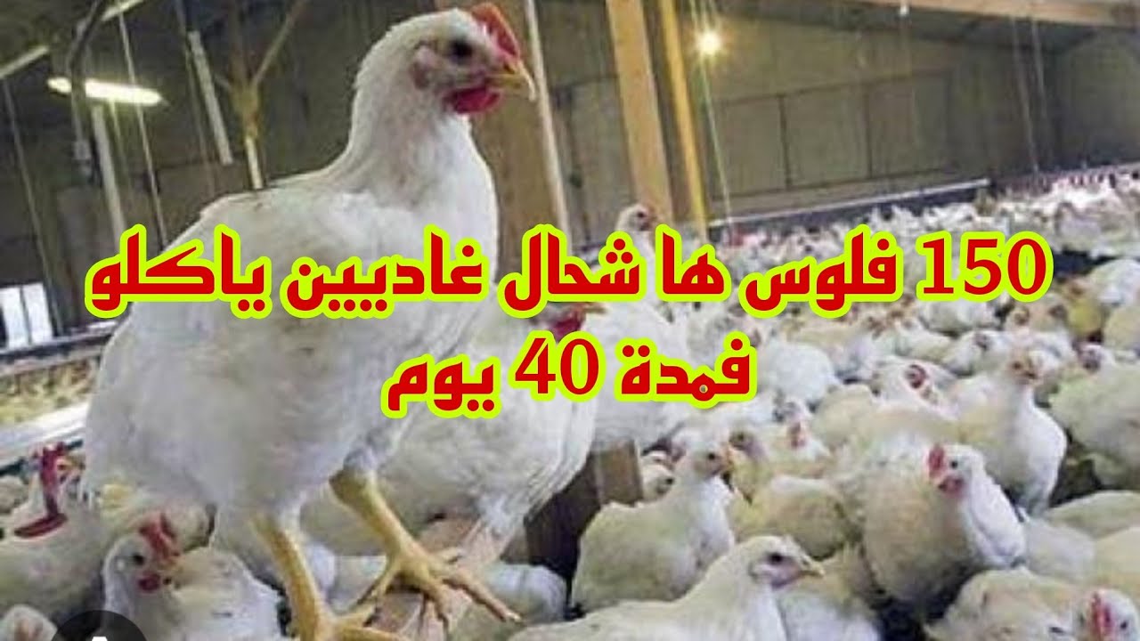 اليوم التاسع للفلوس الرومي و دائما مع إرشادات جديدة