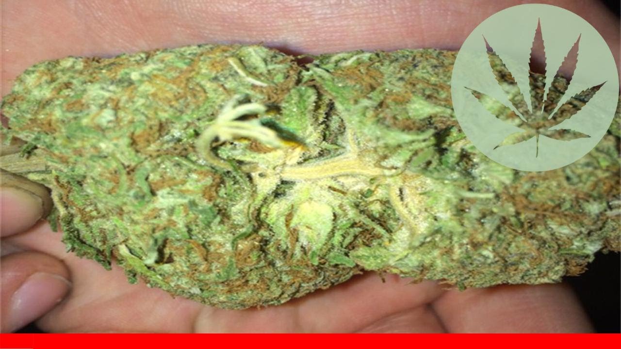 Sugar Shack - All About This Strain