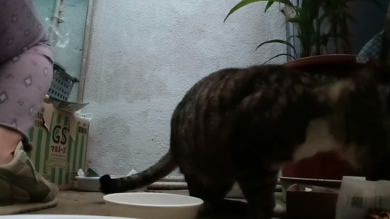2026年2月11日 朝7:05am の猫たち