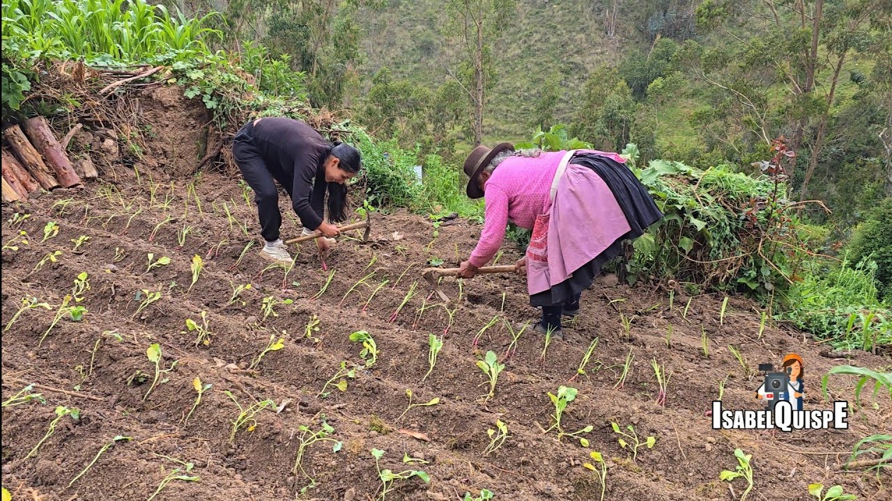 Asi Plantamos Todo Tipo de Verduras con mi Mamita | Isabel Quispe