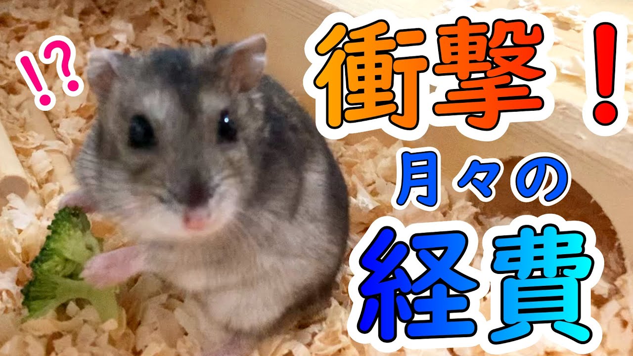【ハムスター】１か月にかかる８匹分の消耗品と光熱費、高い？安い？まとめ買いで発覚した驚きの金額！！