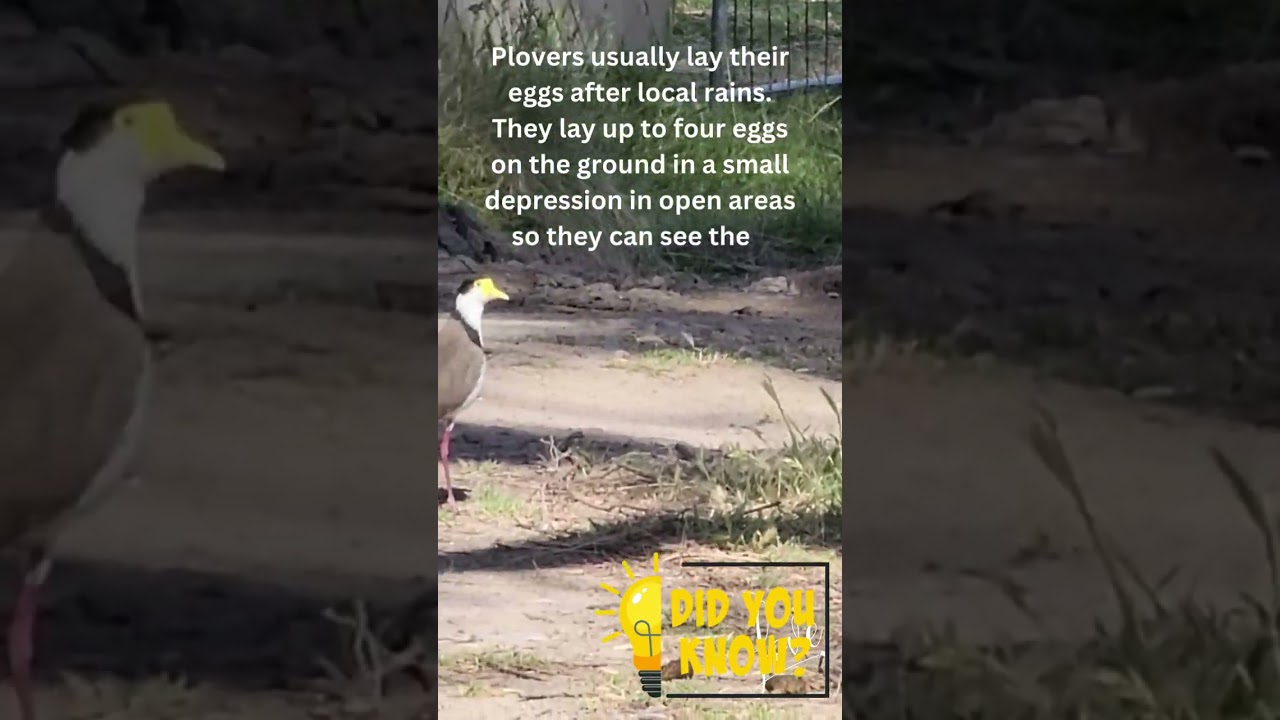 Discover the intriguing world of Plovers at Mt. Rumney!