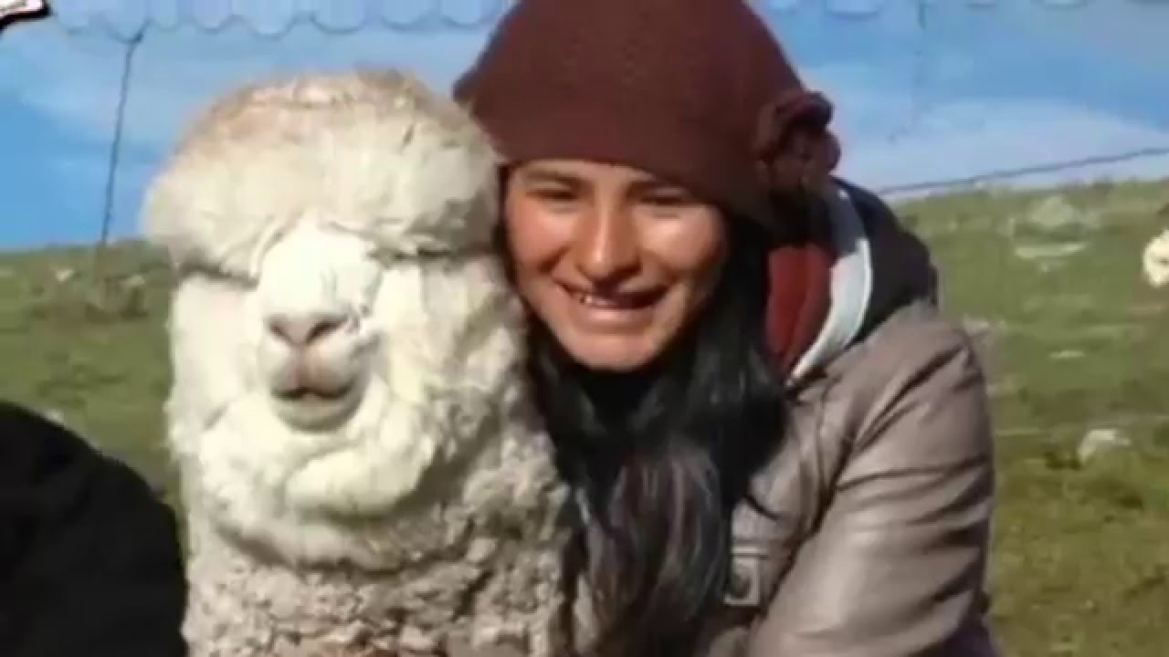 AgroTV - 139: Historia de éxito de joven alpaquera en Cuzco