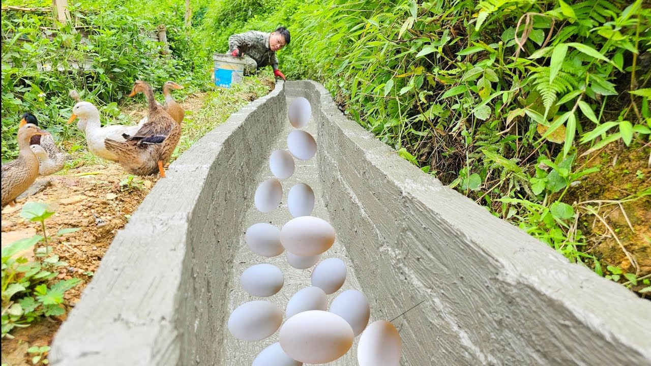 Harvesting Duck Eggs, Planting orange, custard-apple, persimmon trees, cement ditches, building farm
