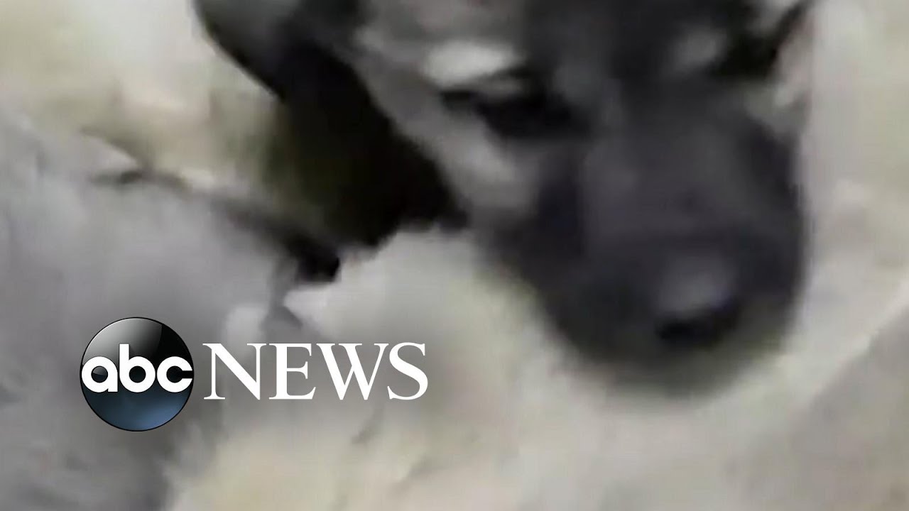 More than 60 puppies rescued from freezing cold