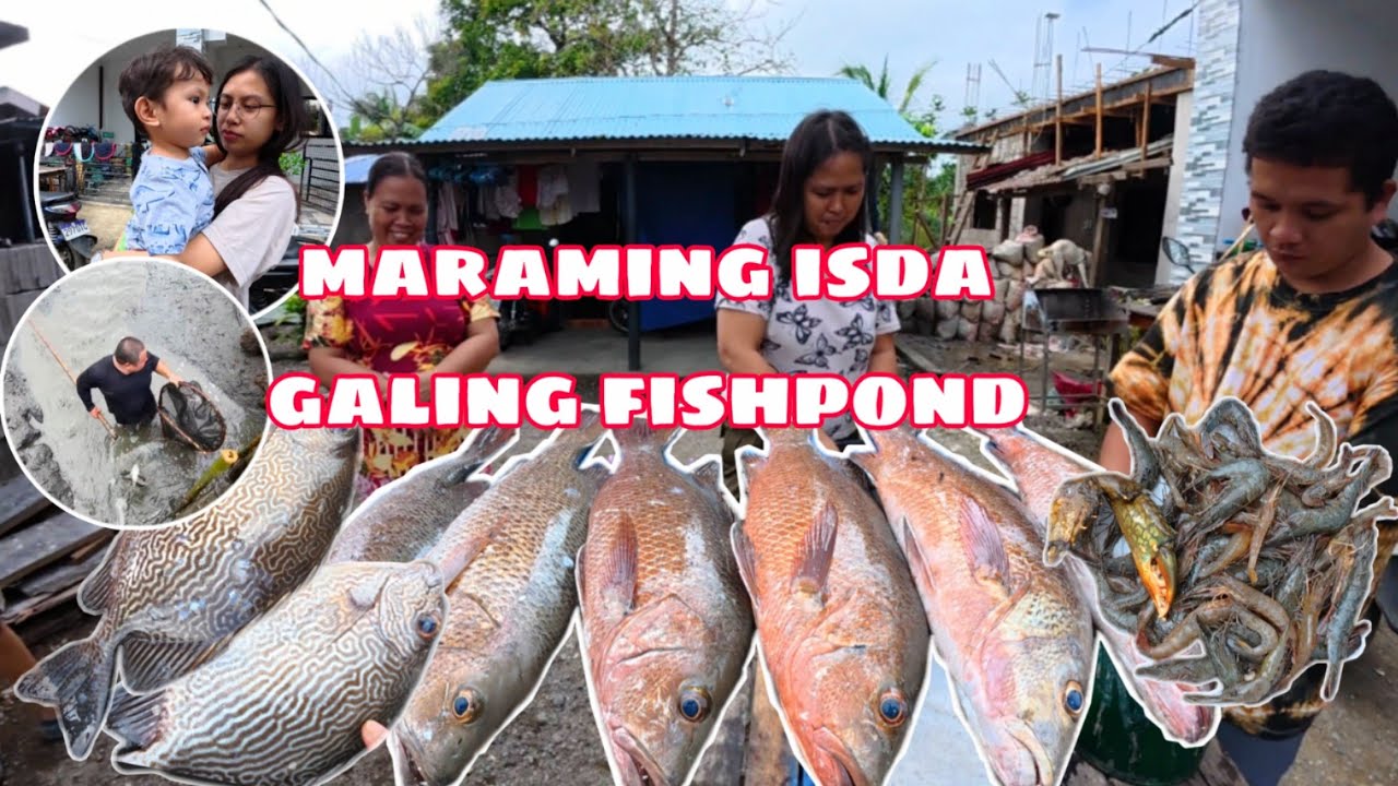 MARAMING HULING ISDA GALING FISHPOND+Nag linis kami ng nga isda
