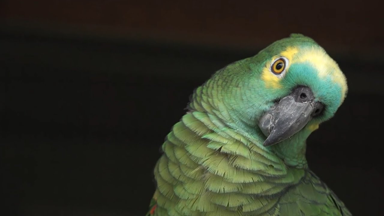 Parrots in Paradise II