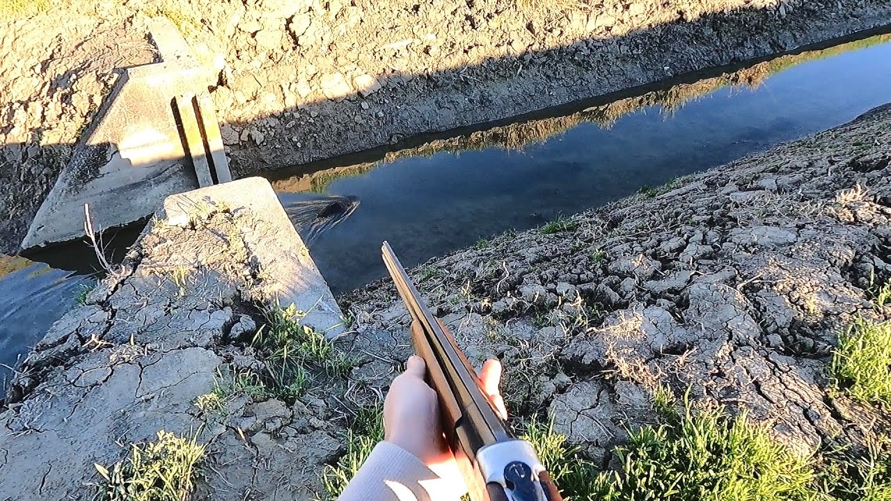 Piani di controllo - Pomeriggio a nutrie col nuovo fucile .410!