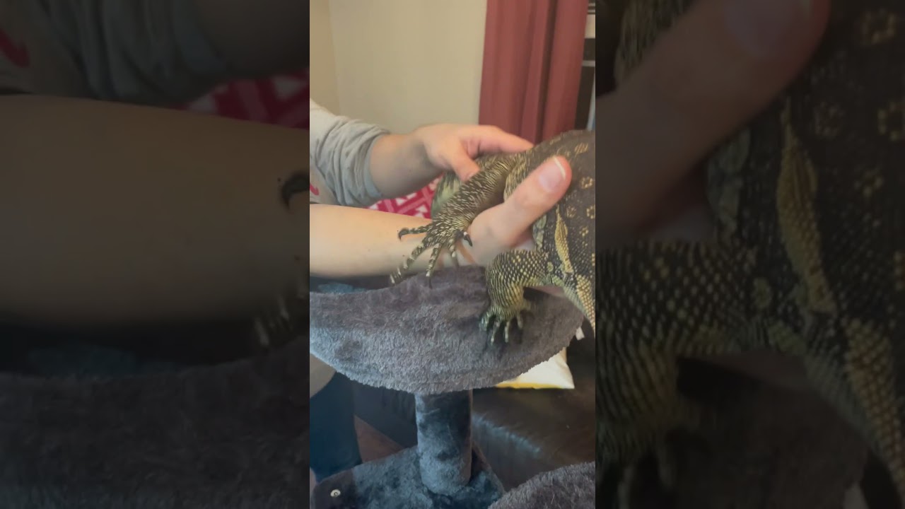 Growth in 9 months of our Asian water monitor Joanna! She&rsquo;s gonna be massive! #asianwatermonitor