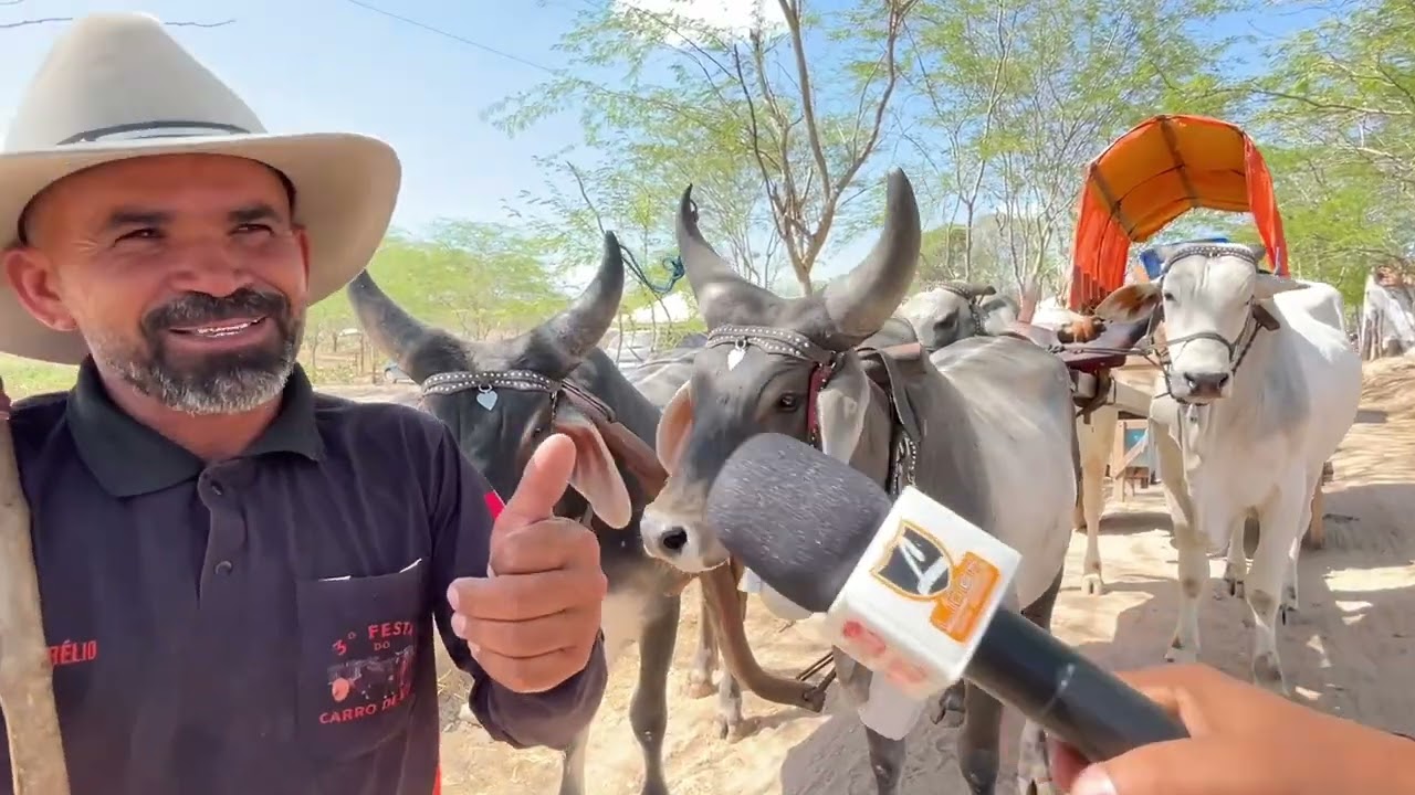 Mega Festa do Carro de Boi em Fazenda Nova São José da Tapera - AL 02 - 02 - 2026 #nordeste