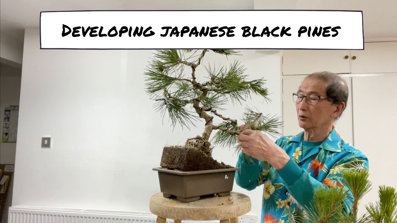 Developing Japanese Black Pines