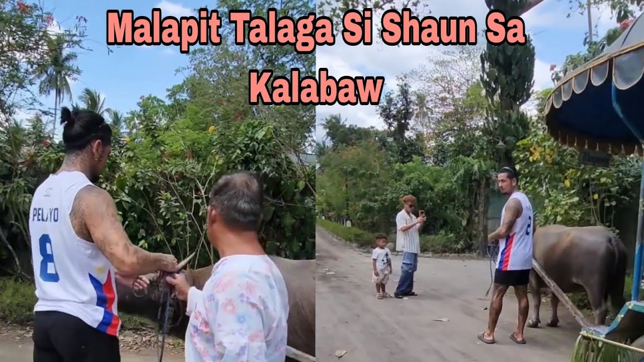 Love talaga ni Shaun ang Kalabaw 
