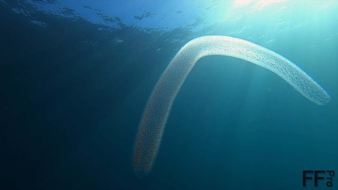 Pyrosome / Diving Tenerife - OCEANCANARIES
