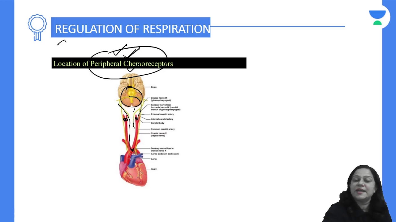 Regulation respiration