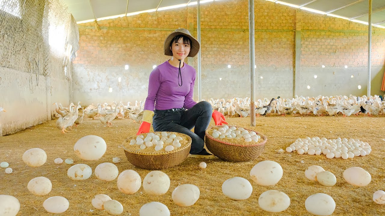 Harvesting Duck Egg Farm & Goes To Market Sell - Boiled Duck Eggs | Thu's Country Life