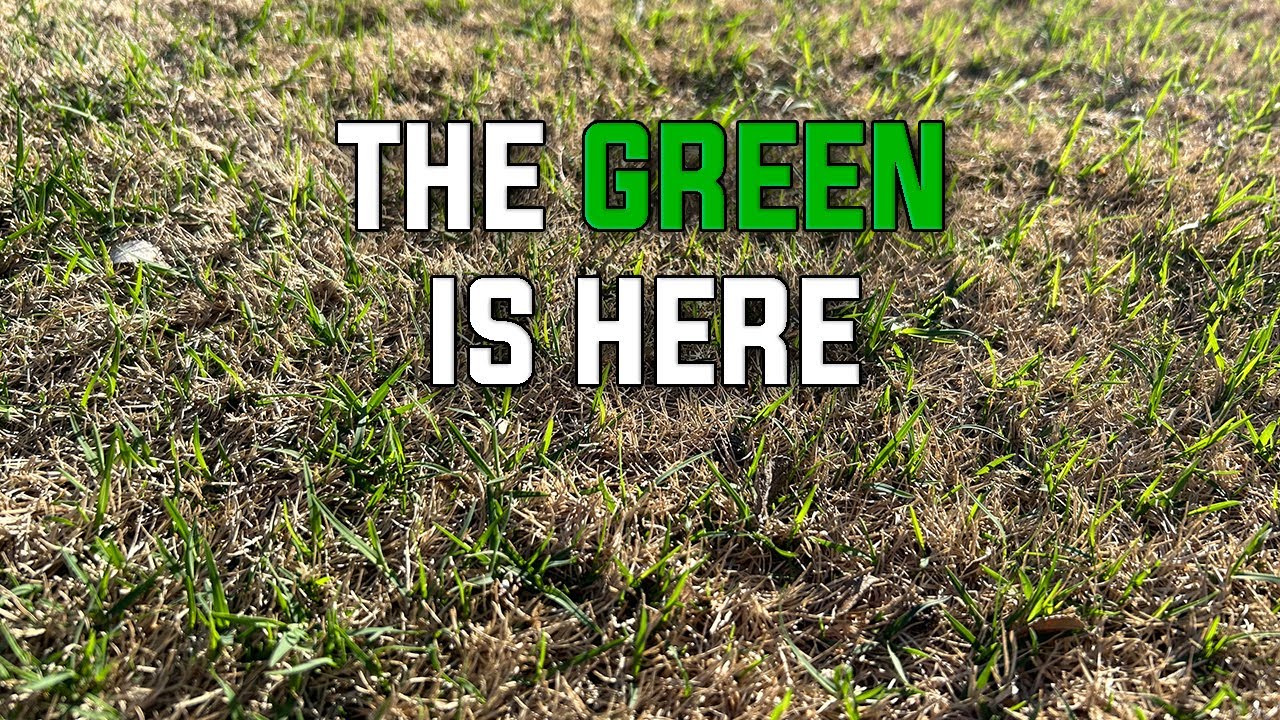 Bermuda Lawn Breaking Out of Dormancy