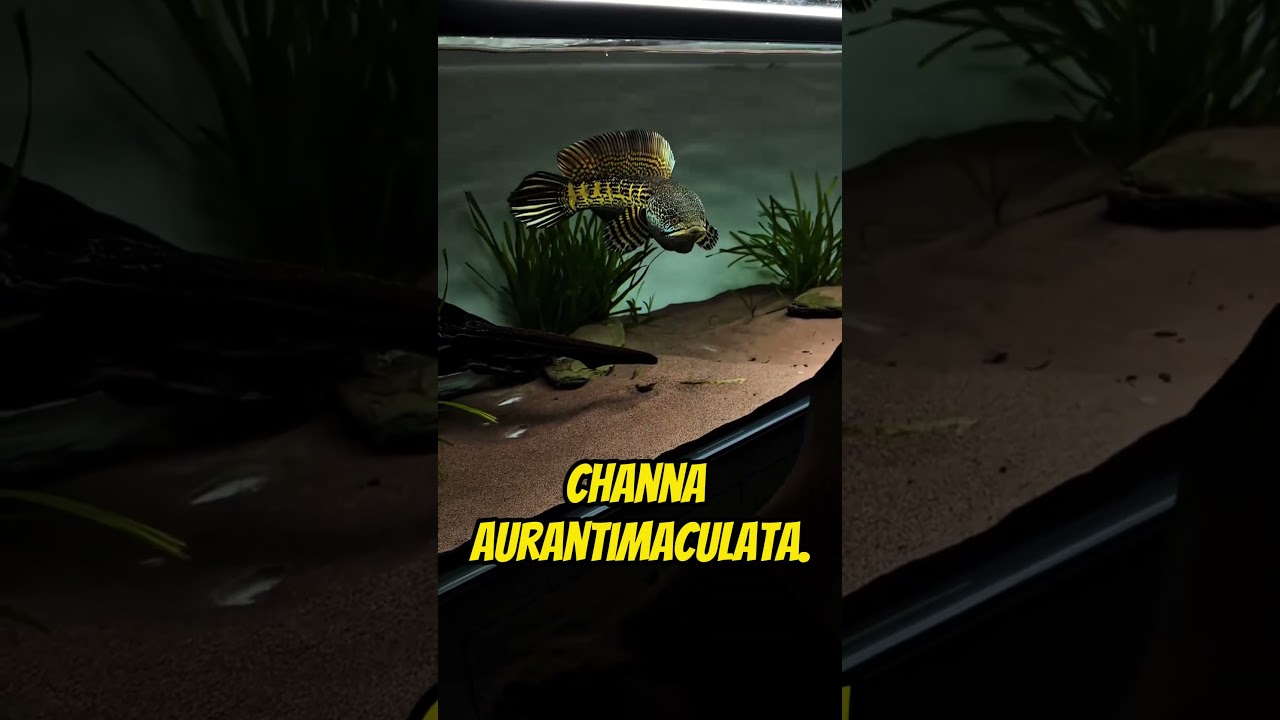 5 Exotic Channa Fish You Should Know 