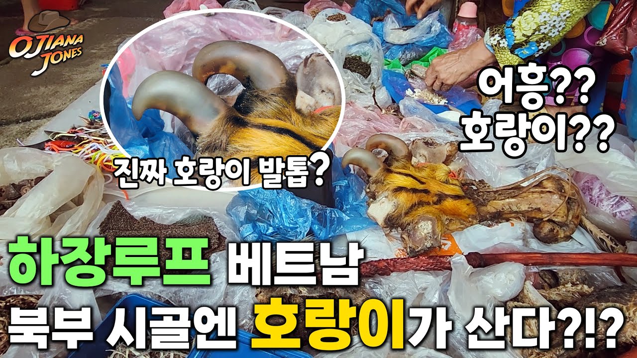 베트남 시골에는 호랑이가 산다, 하장루프 / 라오스 태국 캄보다아 베트남 오지 오토바이 / Vietnam Laos Thailand cambodia motobike travel