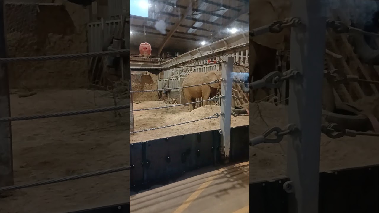 Colchester zoo elephants 