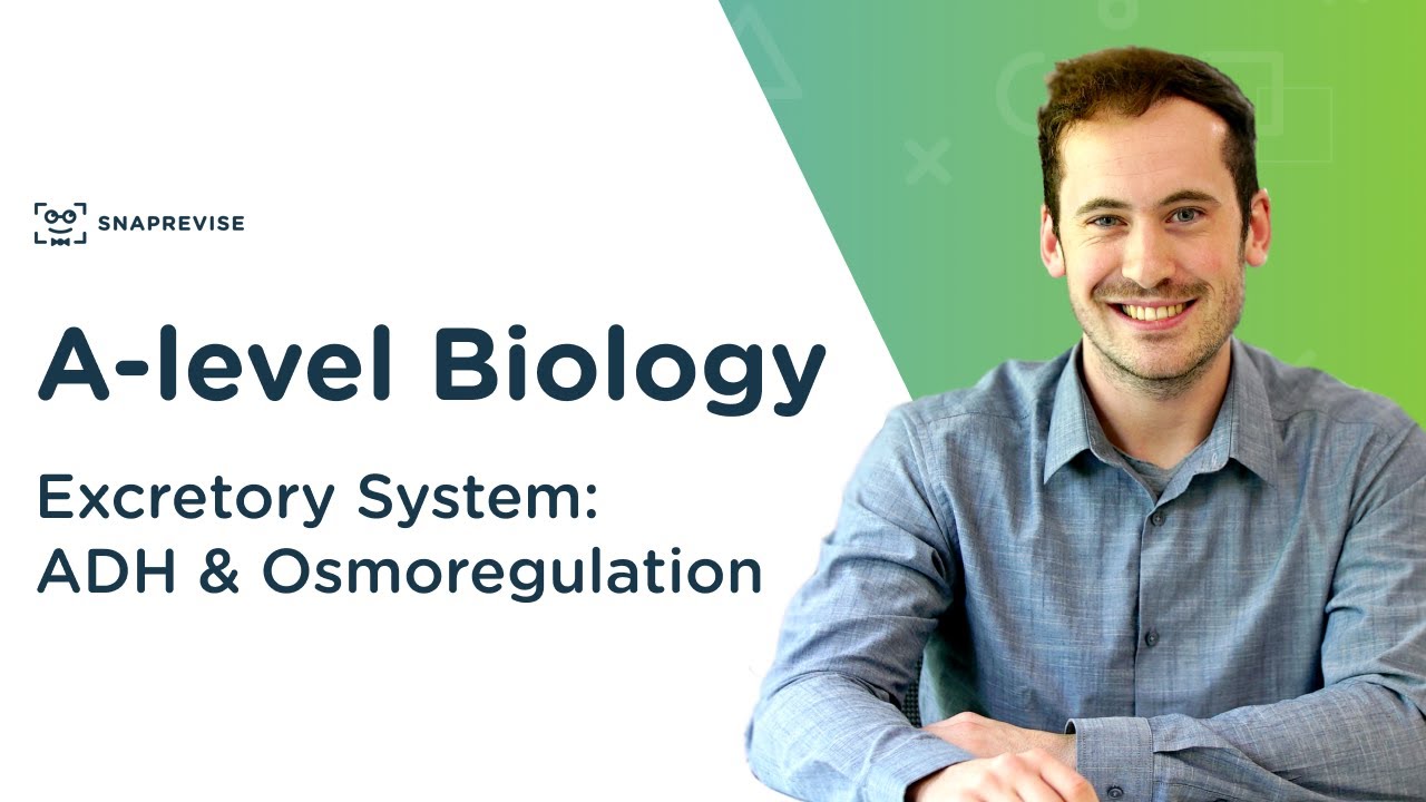 Excretory System: ADH & Osmoregulation | A-level Biology | OCR, AQA, Edexcel