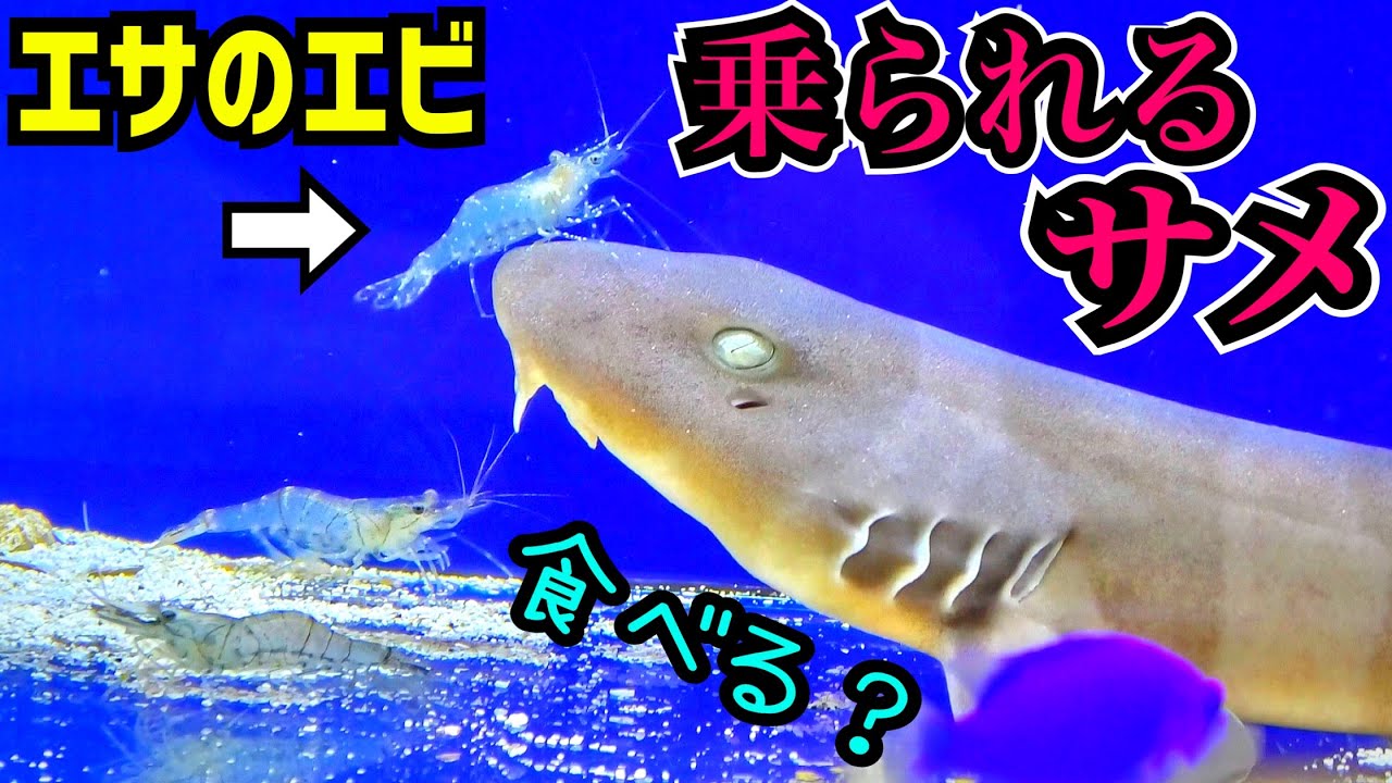 大量のエビを投入するとサメの反応は…？