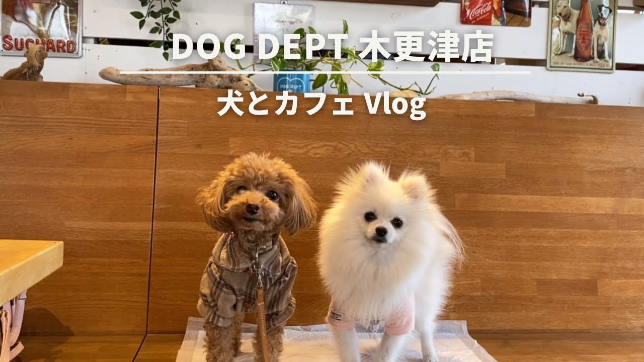 【DOG DEPT】犬とカフェVlog|千葉県木更津店|ポメラニアン|トイプードル
