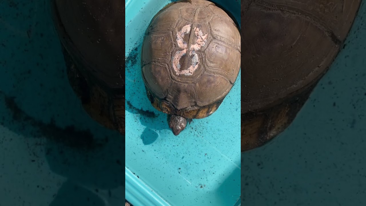 Box Turtle Awakens from Hibernation!