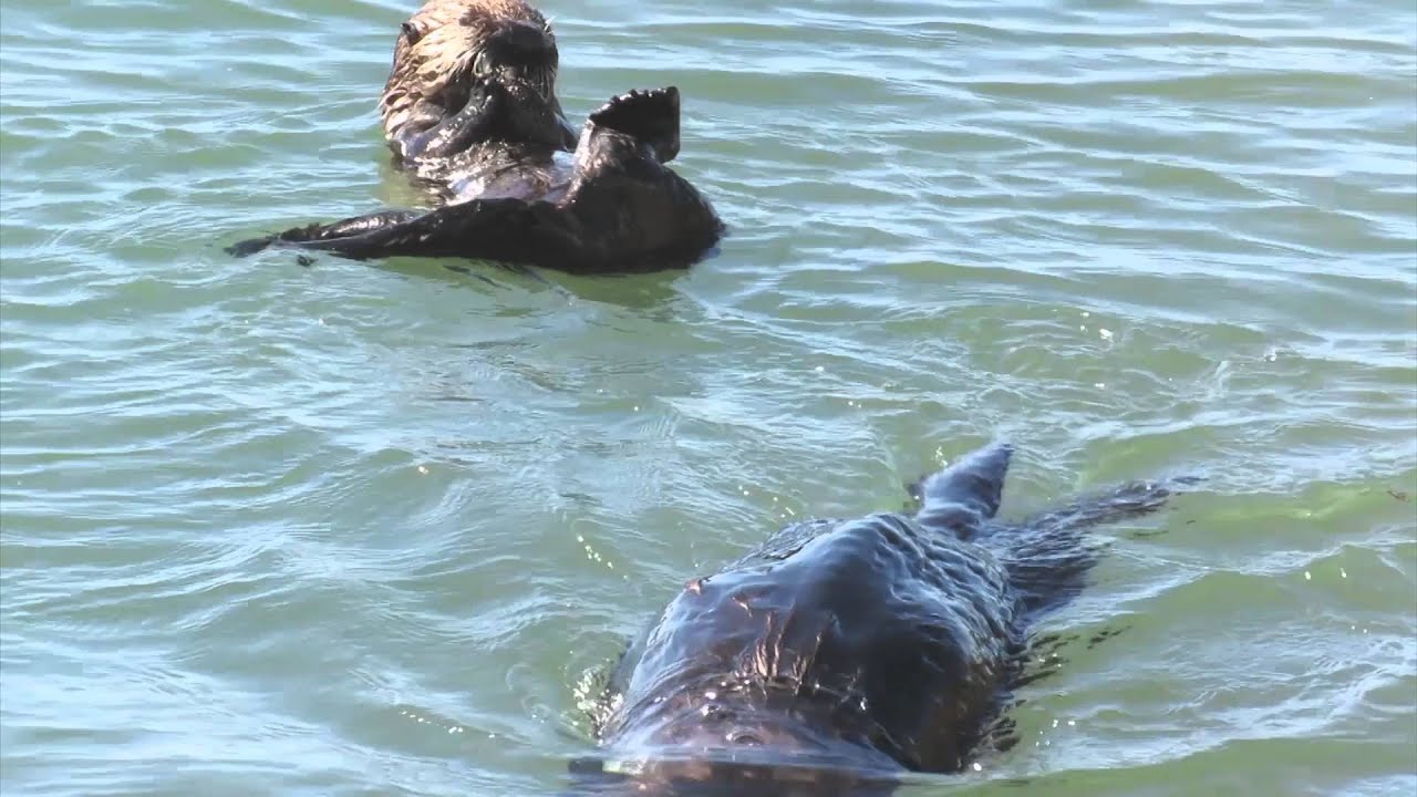 Mom Feeds Baby Sea Otter 2