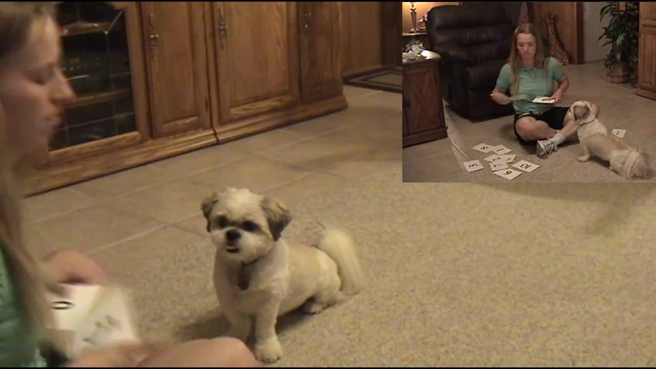 Sonny the Wonder Dog counts to 10