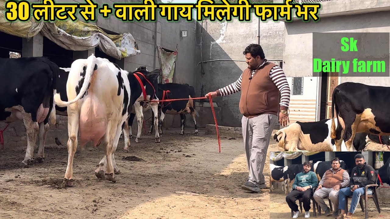 ब्रीड तैयार करने में खर्चा लगता है 🤷‍♀️|| sk dairy farm #cow #rajusirsa 
