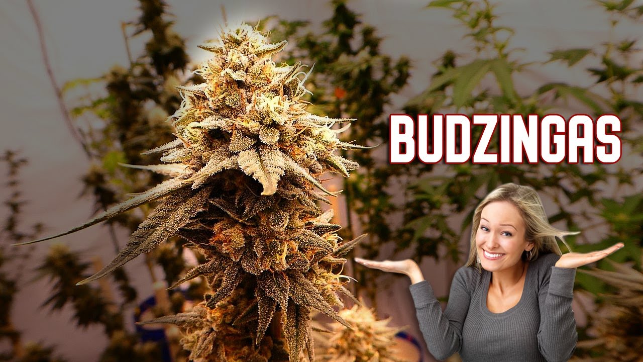 Budzingas #2 Day 45
