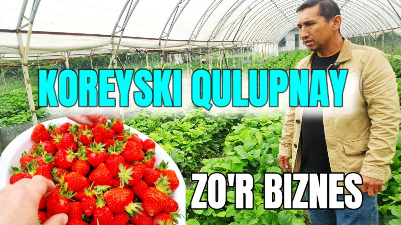 QULUPNAY YETISHTIRISH . O'ZINGIZ BAXO BERING