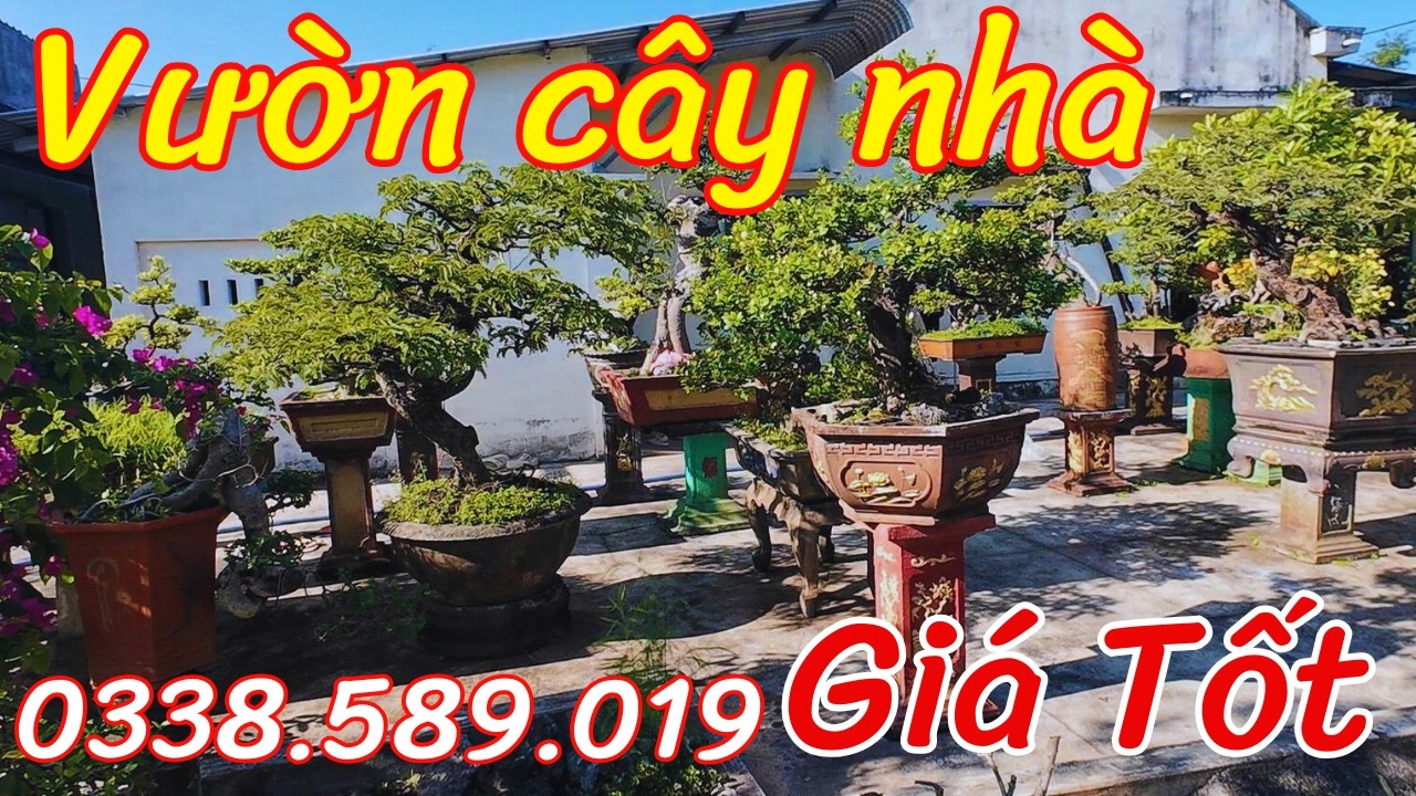 Cần bán cây cảnh  Cây cảnh đẹp thôn Cảnh Anh xã Đề Gi Gia Lai #bonsai