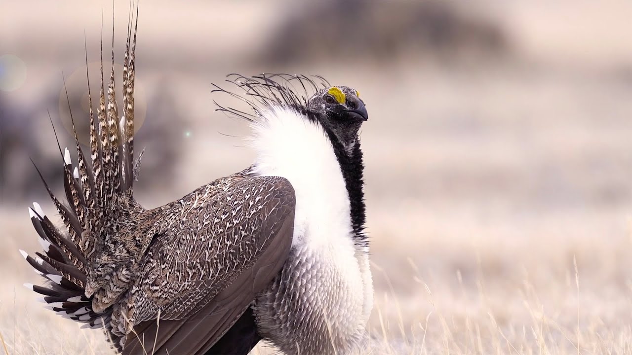 At prisons across the West, inmates are helping to restore the imperiled sagebrush ecosystem