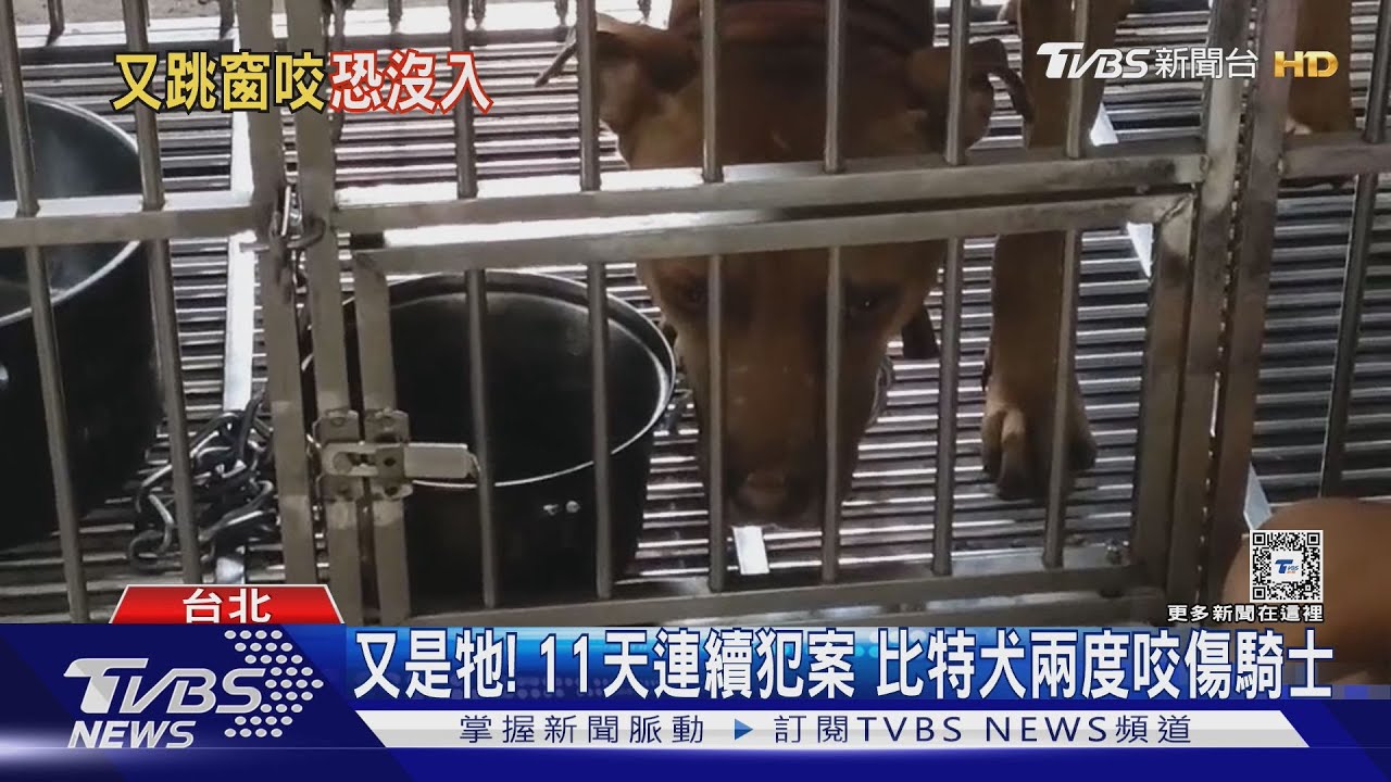 又是牠! 11天連續犯案 比特犬兩度咬傷騎士 ｜TVBS新聞 @TVBSNEWS01
