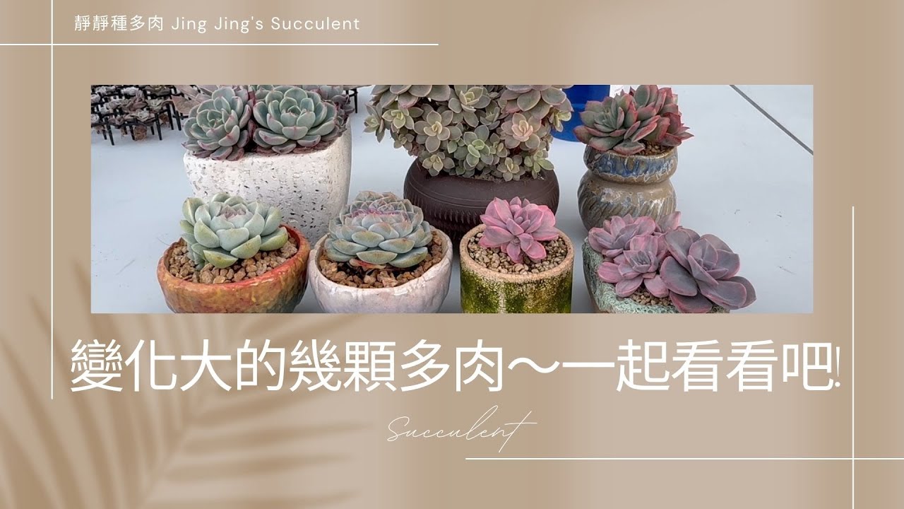 【靜靜種多肉】陽台裡變化比較大的幾顆多肉😊😊～～一起看看吧😊😊!!