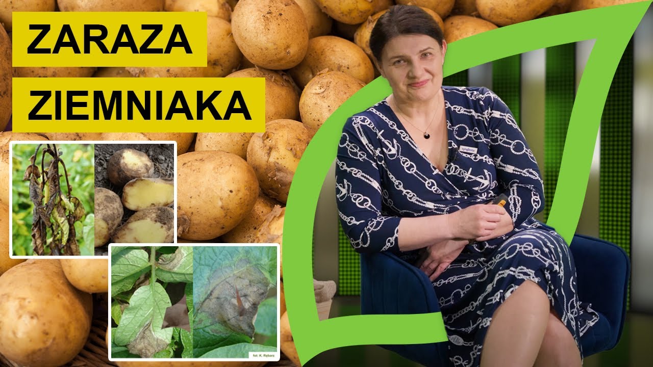 Chcesz dowiedzieć się więcej o zarazie ziemniaka, jej objawach i ochronie?