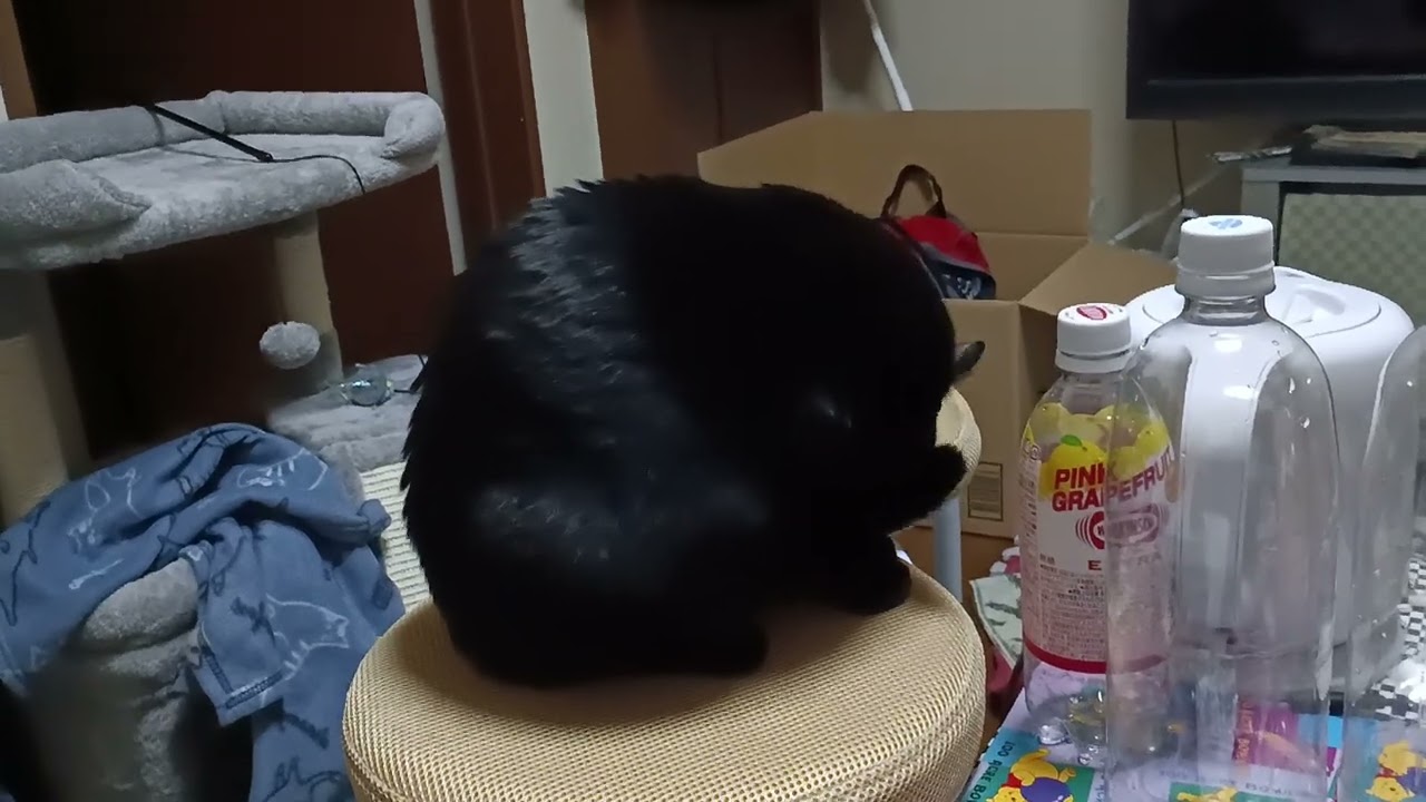 お気に入りのイスこま