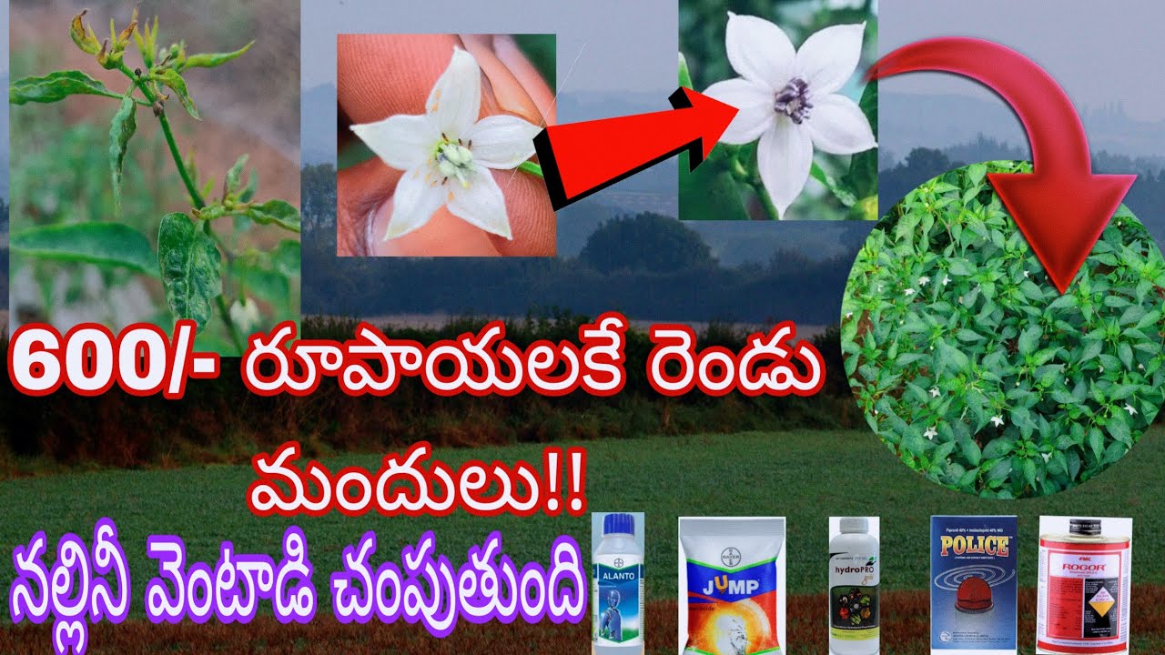 #600/- చాలు నల్లినీ వెంటాడి చంపుతుంది #ఎర్రనల్లి #నల్ల తామర ఎక్కడ దాగి ఉన్న వెంటాడి చంపే మందులు!!!!!