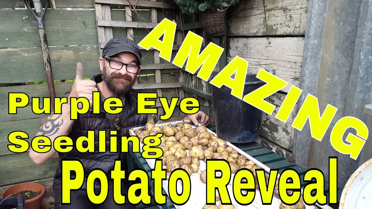Yet Another AMAZING Potato Reveal. Second Early Potatoes. Purple Eye Seedling.