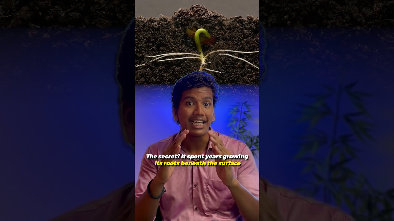 The Power of Patience: The Chinese Bamboo Tree Story #tamil #shorts  #motivation #bambootree