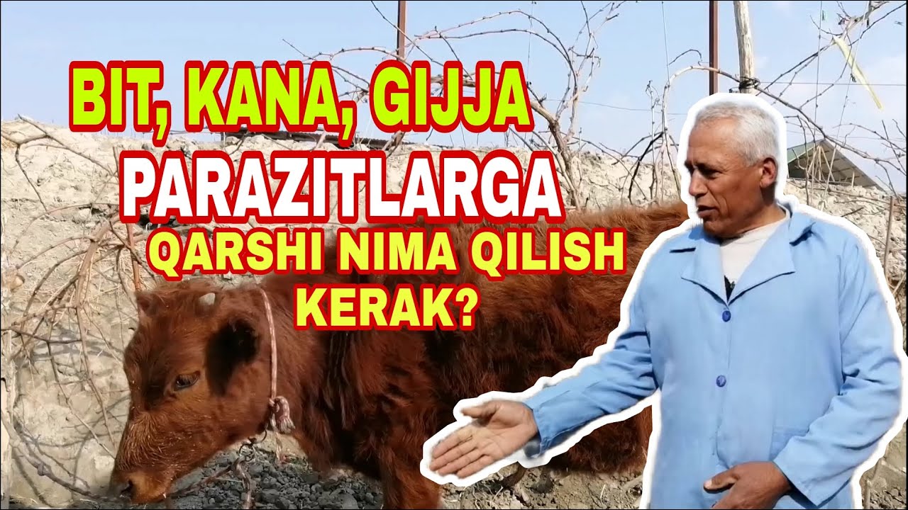 Bit, kana, gijja va boshqa parazitlarga qarshi nima qiish kerak?