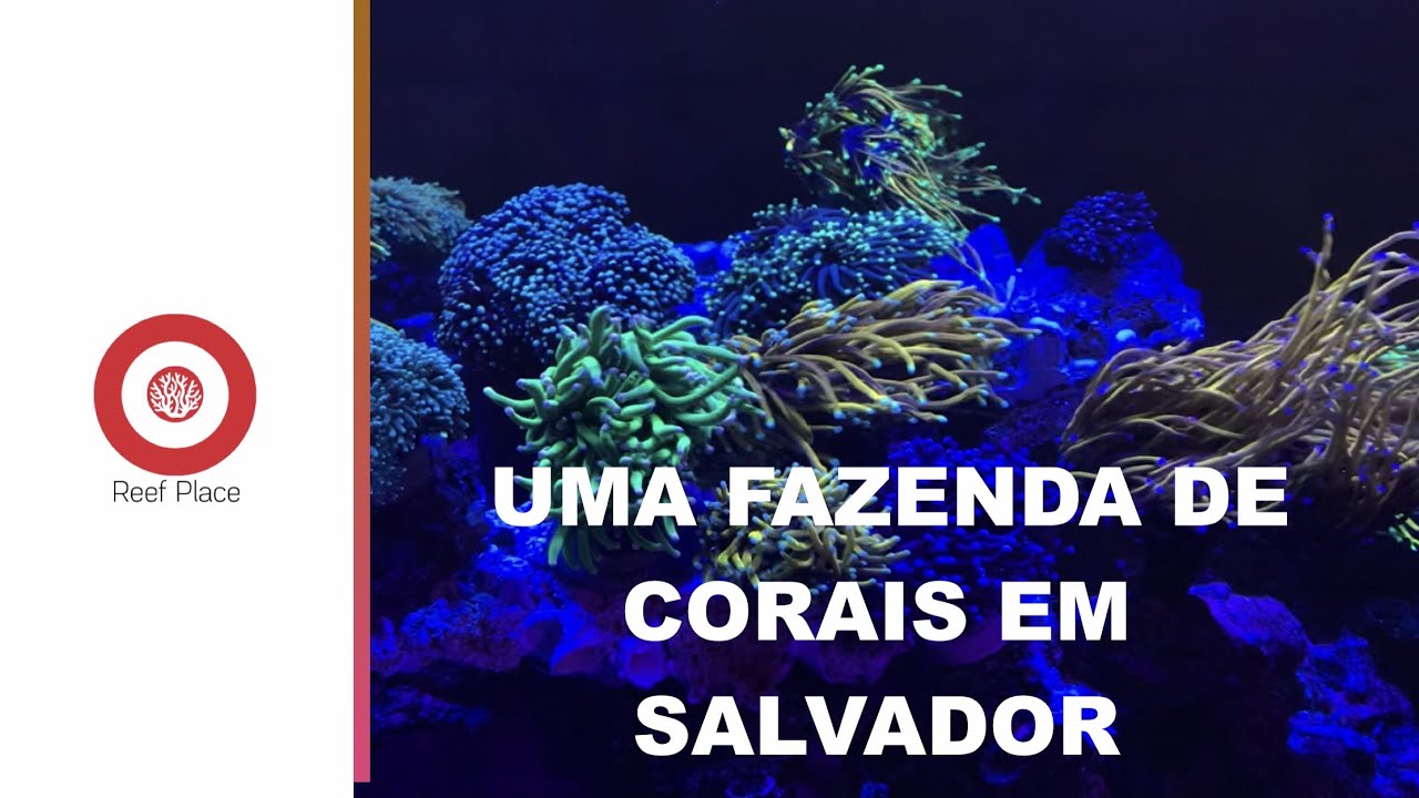 Uma FAZENDA de CORAIS em SALVADOR