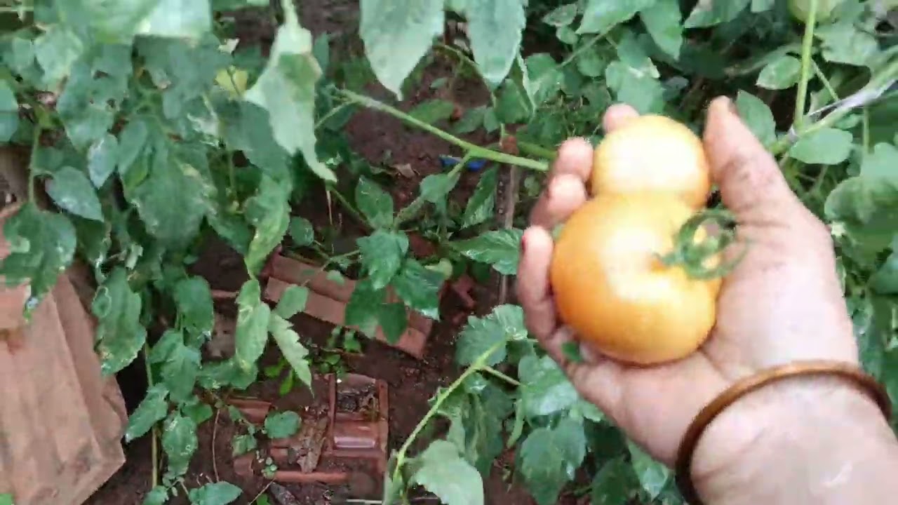 പറമ്പിലെ വിശേഷങ്ങൾ