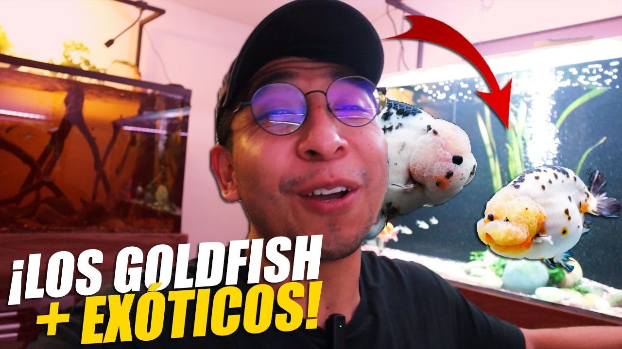 COMPRAMOS Más Peces GOLDFIGH Grado SHOW